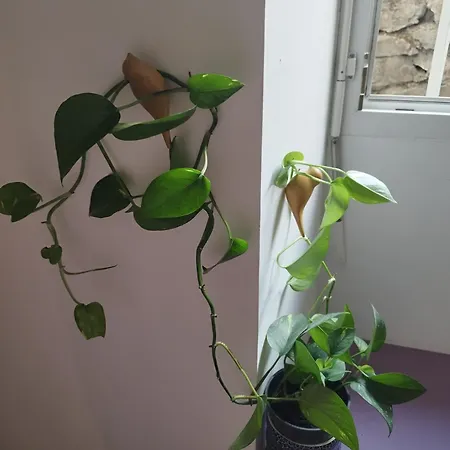 Par Saint Georges ! Apartament *