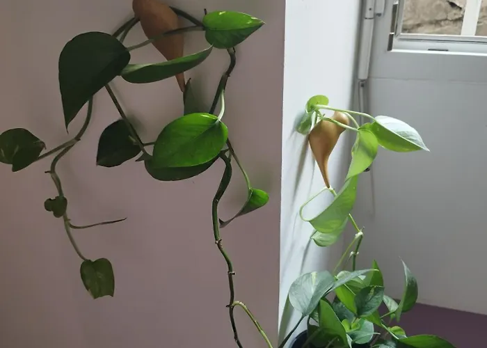 Par Saint Georges ! Διαμέρισμα *